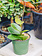 Hoya Australis Grande 4"