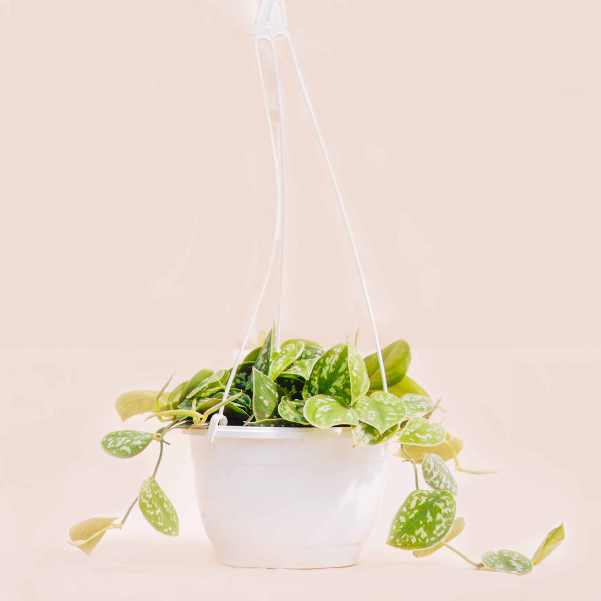 Pothos Hanging Basket Dutch Growers Pothos Hanging Basket