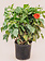 Hibiscus Bush 10"