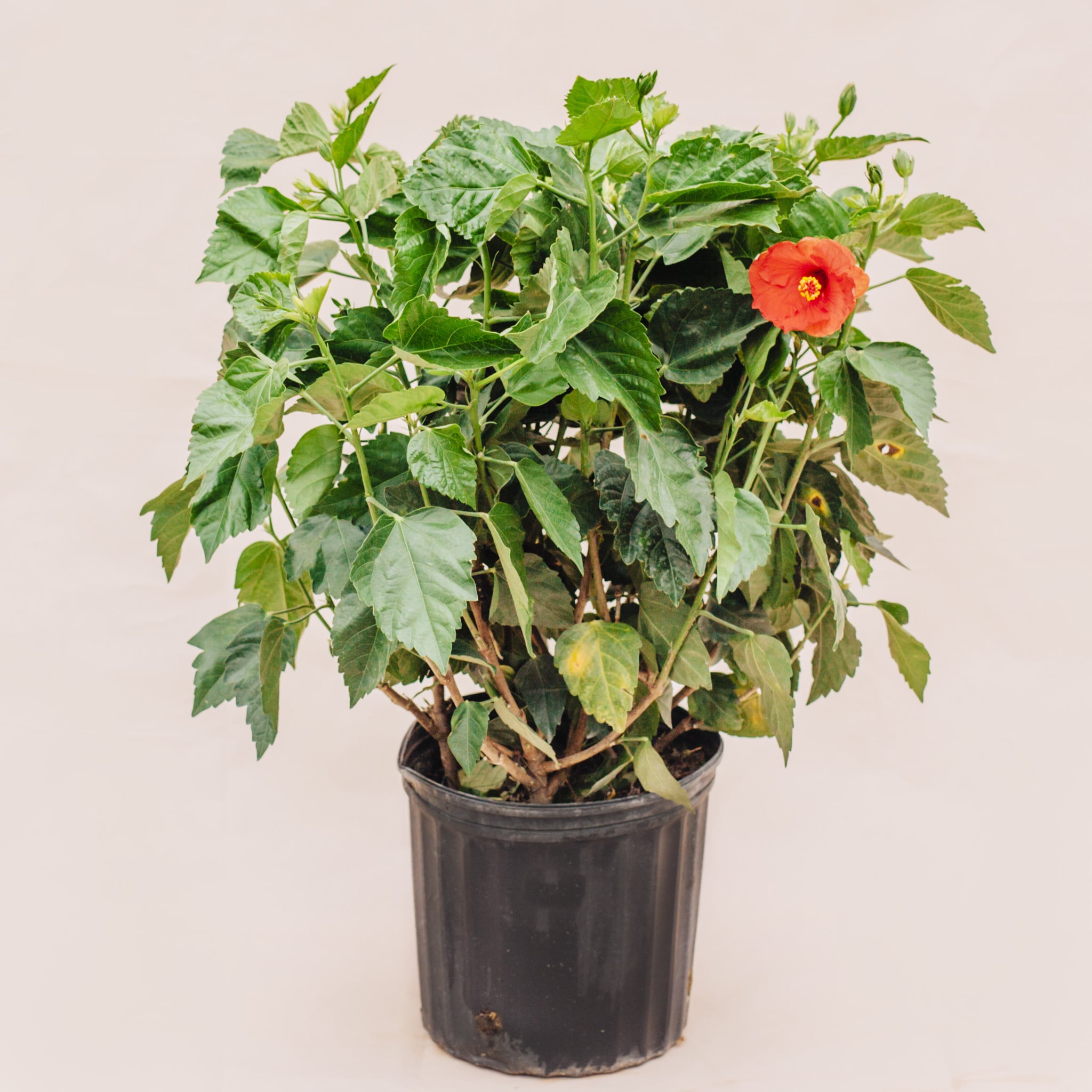 Hibiscus Bush 10"