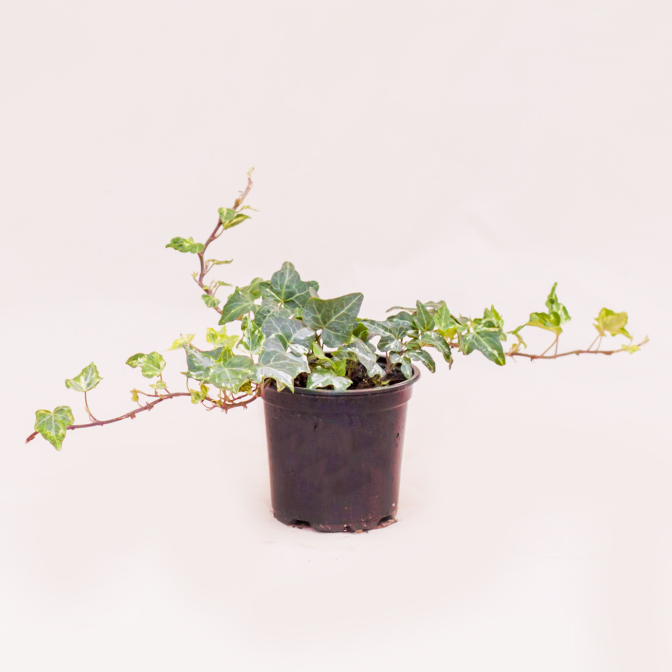 Ivy 4"