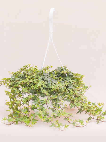 Ivy Hanging Basket