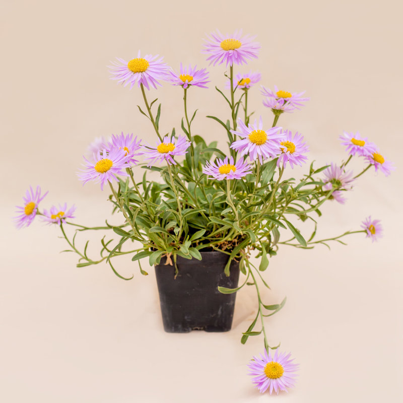 Aster Spring Pink Happy End 3.5"