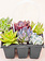 Succulent Basket Stuffer 306