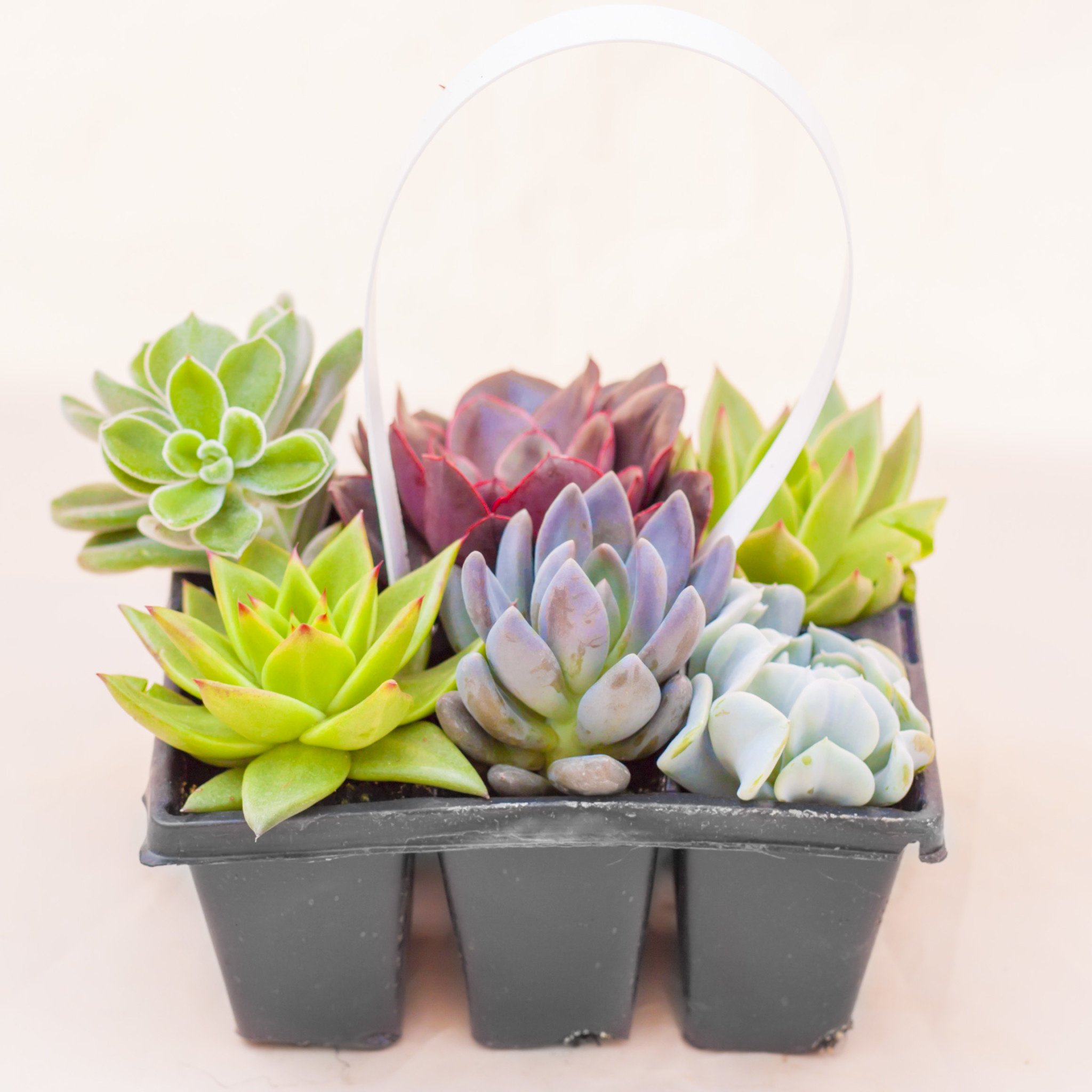 Succulent Basket Stuffer 306