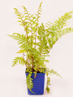 Fern Lady in Red
