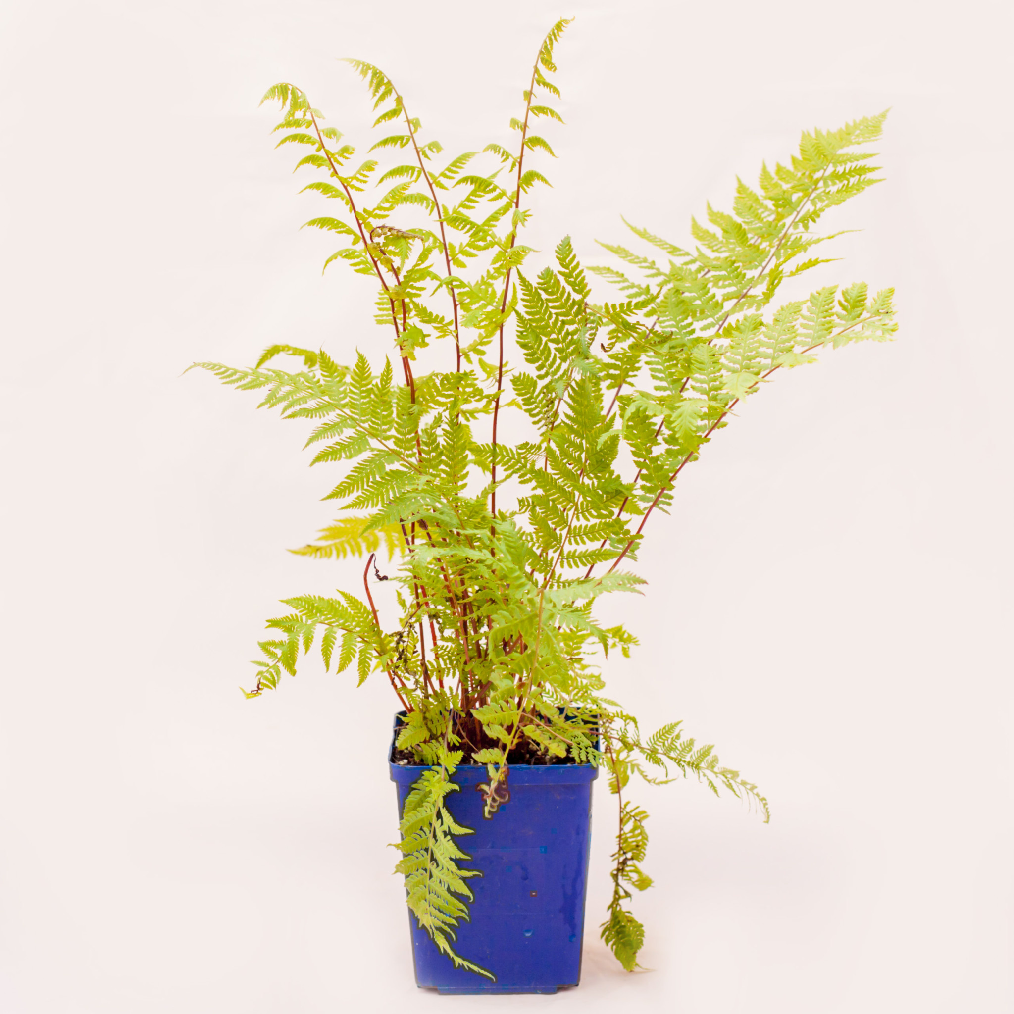 Fern Lady in Red