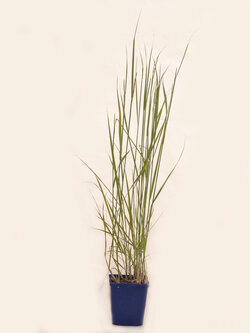 Grass Karl Foerster