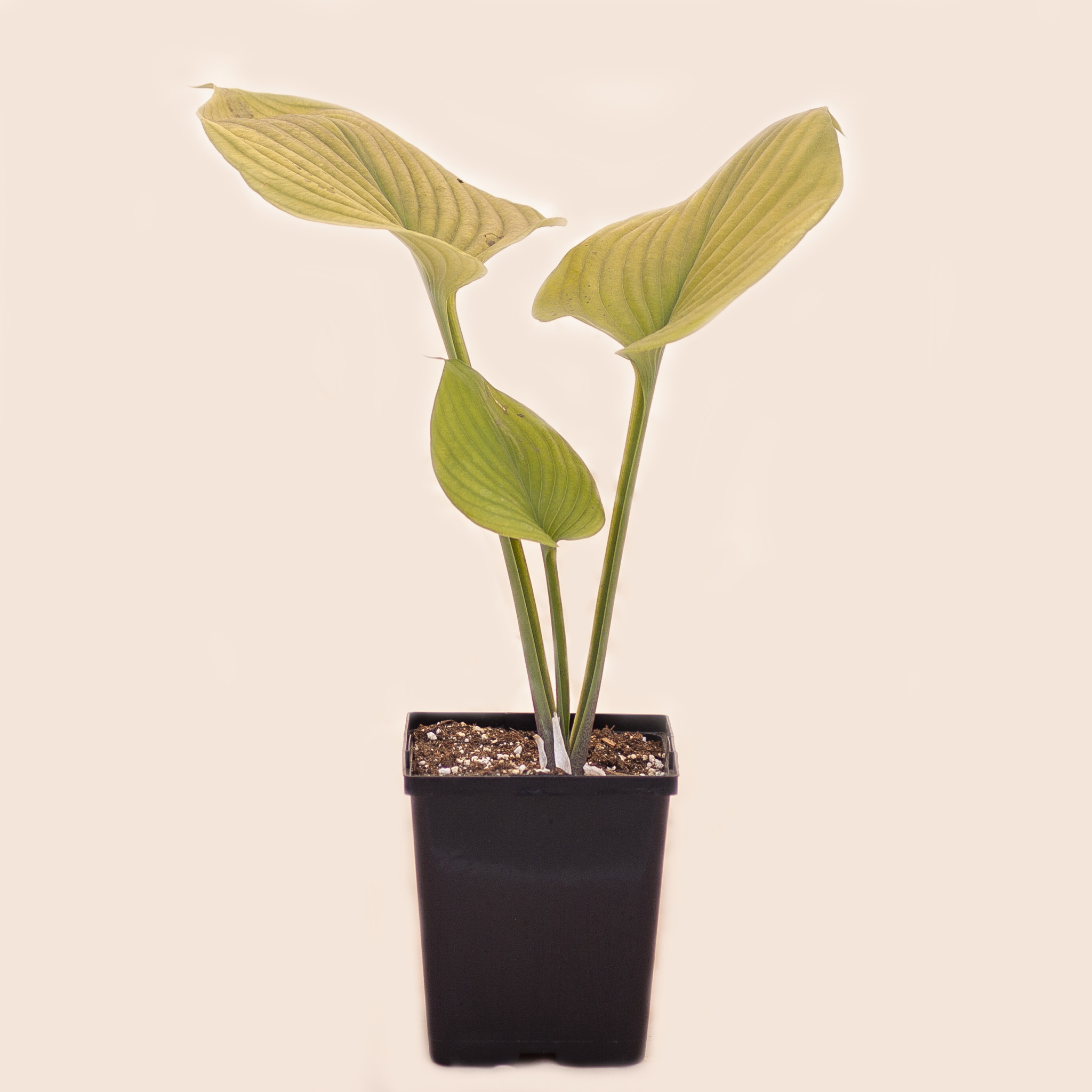 Hosta Sum and Substance - Dutch Growers Saskatoon