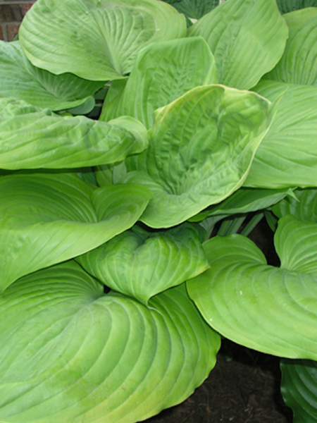 Hosta Sum and Substance