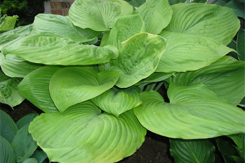 Hosta Sum and Substance