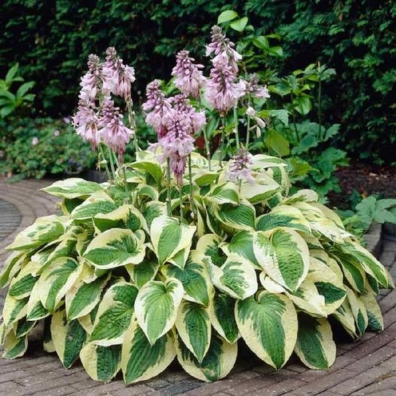 Hosta Wide Brim