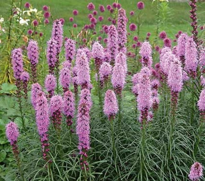 Liatris Kobold Dwarf