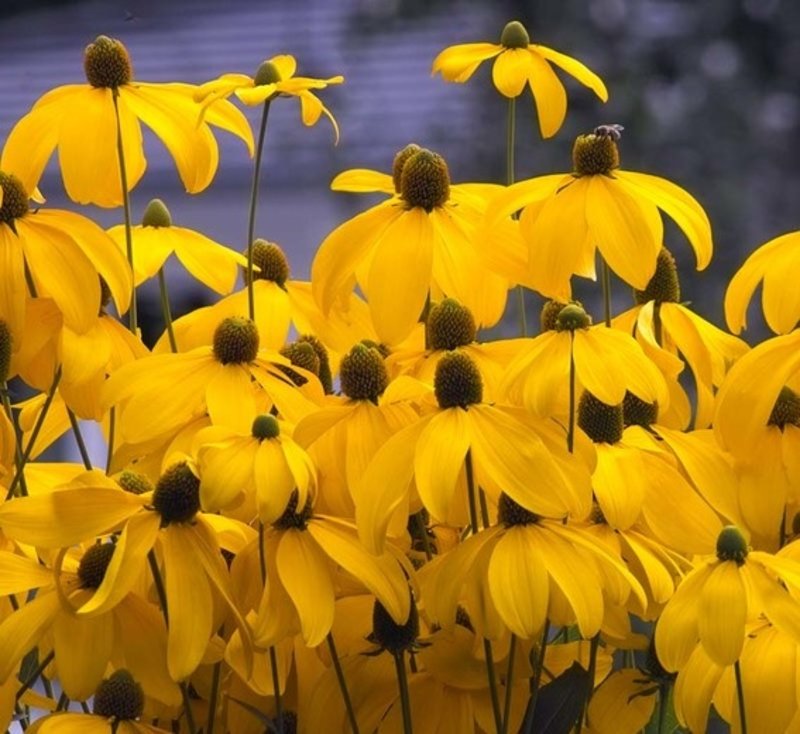 Rudbeckia Herbstonne