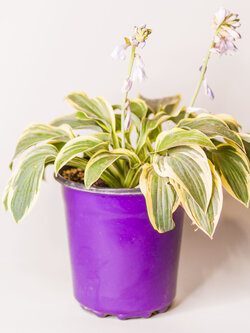 Hosta Wide Brim