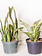 Snake Plant