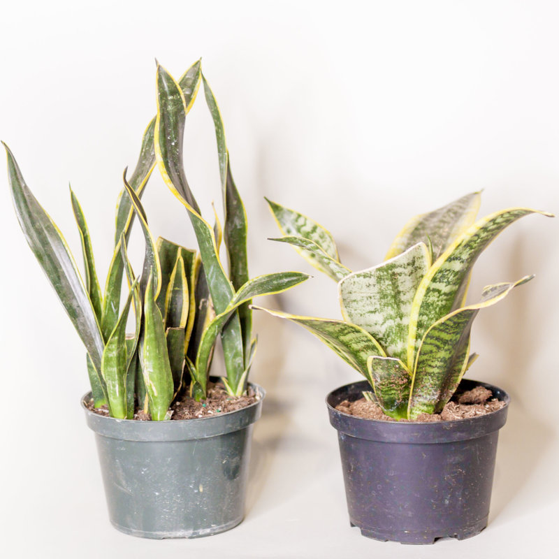 Snake Plant