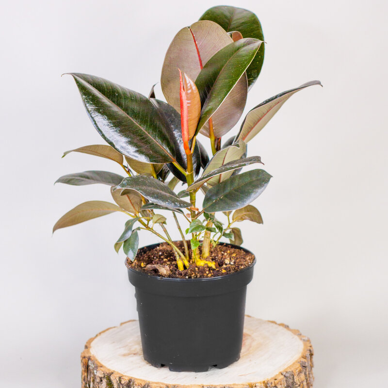 Dutch Growers Ficus Rubber