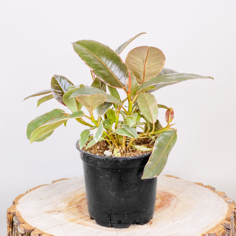 Dutch Growers Ficus Rubber