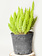 Fern Foxtail 10"