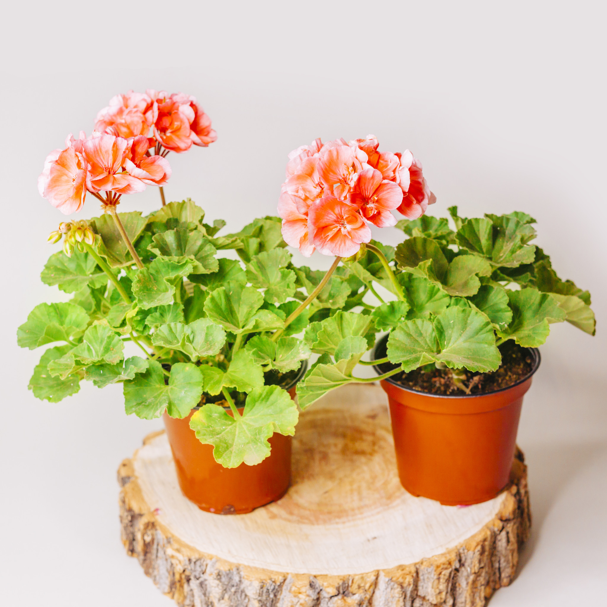 Geranium Zonal