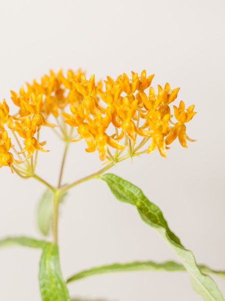 Butterfly Milkweed