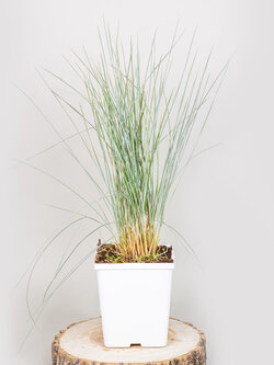 Grass Blue Oat