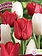 Florissa Tulip Canadian Eh