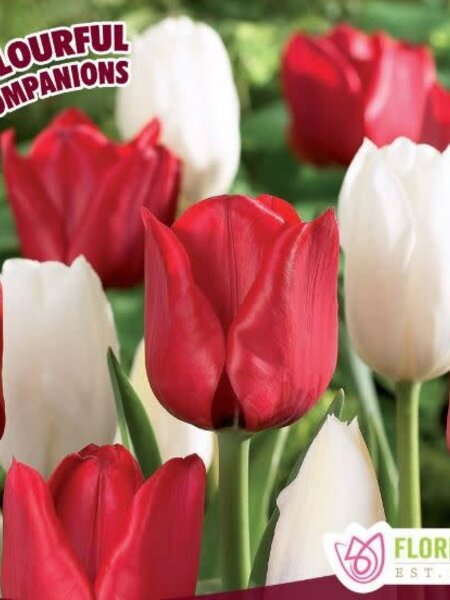 Florissa Tulip Canadian Eh