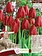 Tulip Canadian Liberator