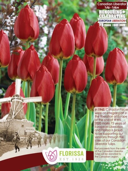 Tulip Canadian Liberator