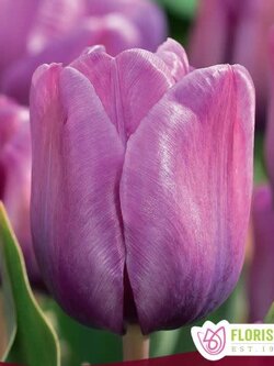 Florissa Tulip Blue Aimable