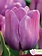 Florissa Tulip Blue Aimable