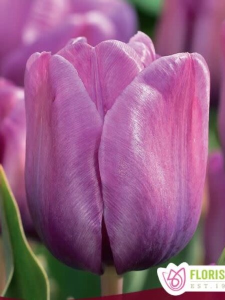 Florissa Tulip Blue Aimable