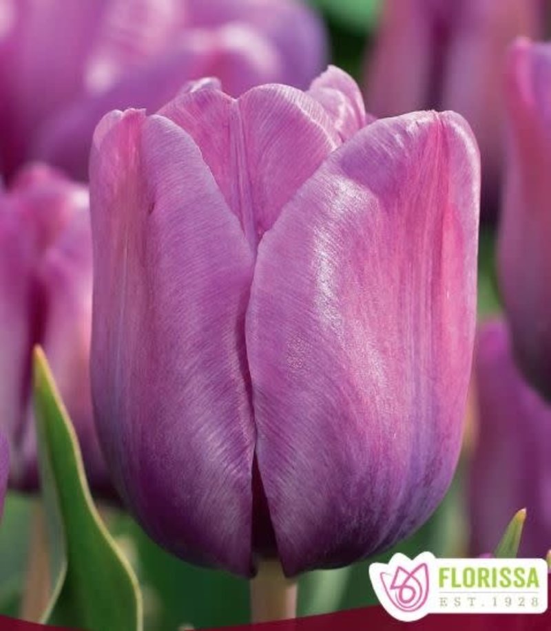 Florissa Tulip Blue Aimable