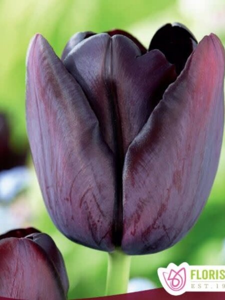Florissa Tulip Queen Of Night