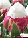 Florissa Tulip Double Peony Ice Cream