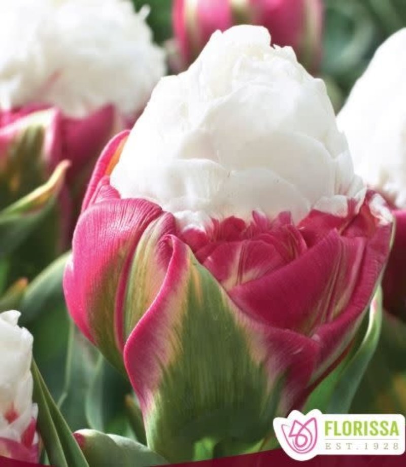 Florissa Tulip Double Peony Ice Cream