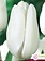 Tulip Hakuun