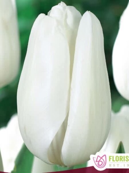 Tulip Hakuun