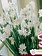 Narcissus Paperwhite Ziva