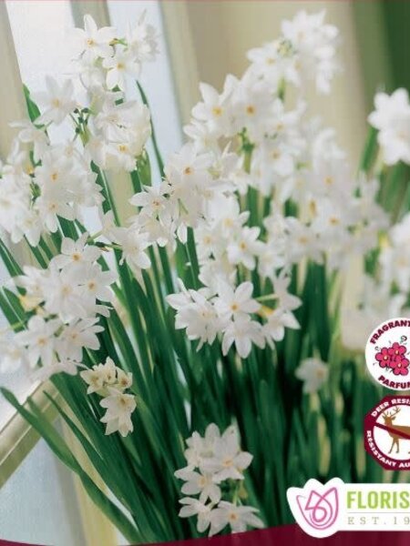 Narcissus Paperwhite Ziva