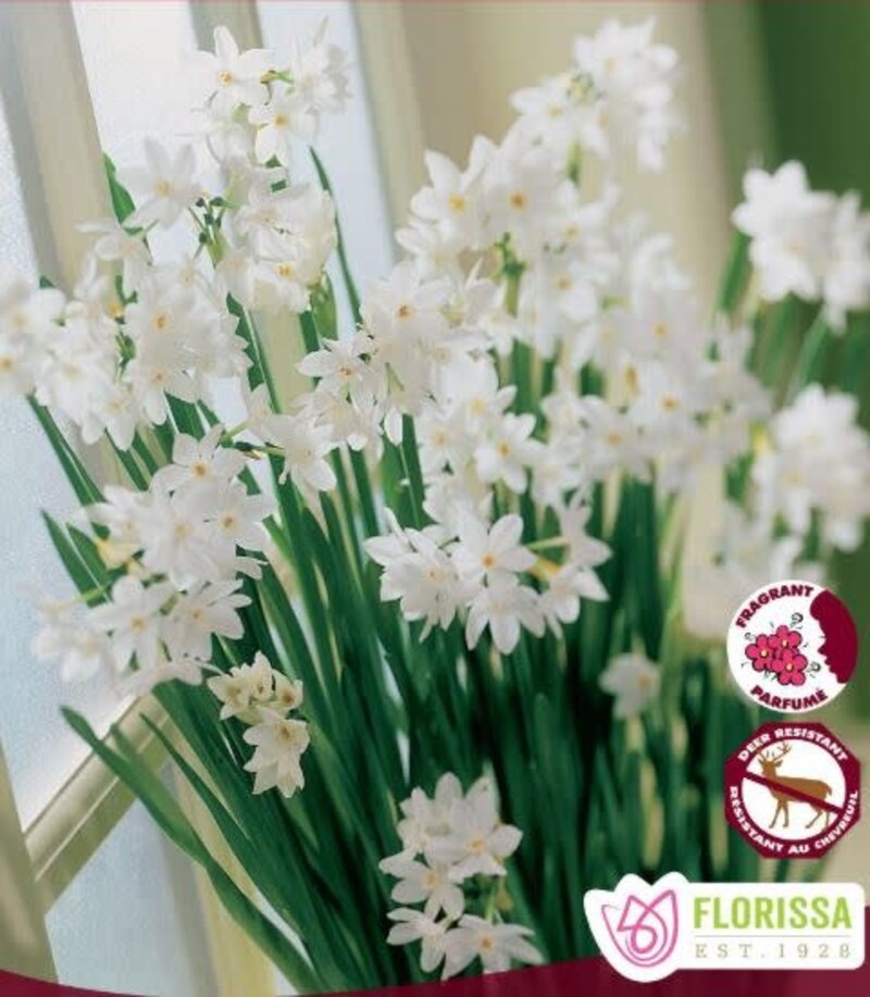 Narcissus Paperwhite Ziva