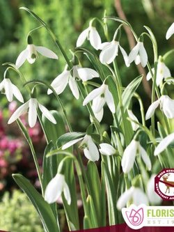Snowdrops Galanthus Woronownii