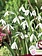 Snowdrops Galanthus Woronownii