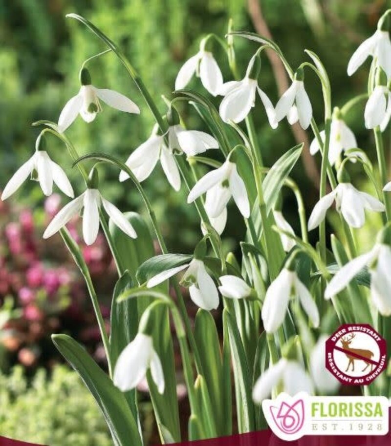 Snowdrops Galanthus Woronownii