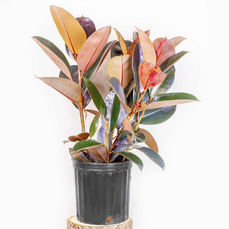 Dutch Growers Ficus Rubber