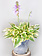 Hosta Wide Brim