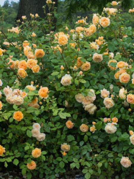 Rose Bill Reid