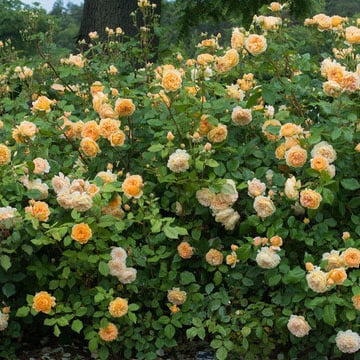 Rose Bill Reid